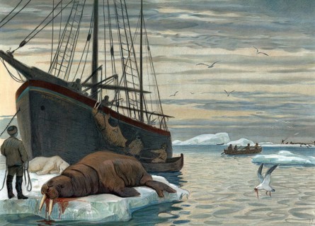 Hunting for walrus near Novaya Zemlya, a Russian twin island located west of the inner Eurasian