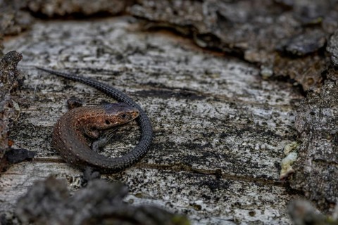 Young forest lizards (Zootoca vivipara) are strikingly copper-coloured, a good identification