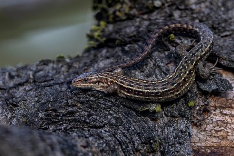 A cloud has moved in front of the sun, the common lizard (Zootoca vivipara) waits patiently for its