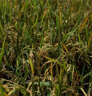 Rice cultivation, ripe rice plants, Bali, Indonesia