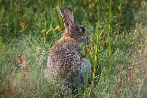 Wild rabbit (Oryctolagus cuniculus) adult, sitting in high coastal grass with its back to the