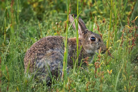 Wild rabbit (Oryctolagus cuniculus) adult, in high coastal grass, lateral profile view between
