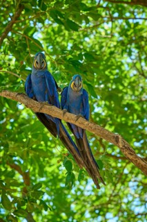 Pair of blue parrots sitting peacefully on a branch in a light-flooded forest, Hyacinth Macaw