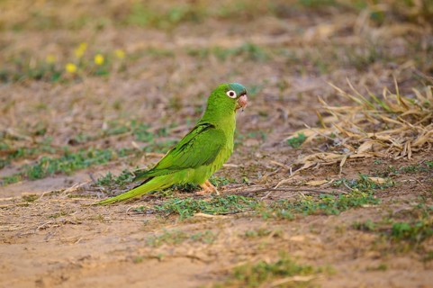 Green parrot on a grassy ground in a natural environment, Blue-headed Parakeets or Sharp-tailed