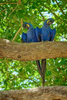 Pair of blue parrots sitting on a large branch, surrounded by lush canopy, Hyacinth Macaw
