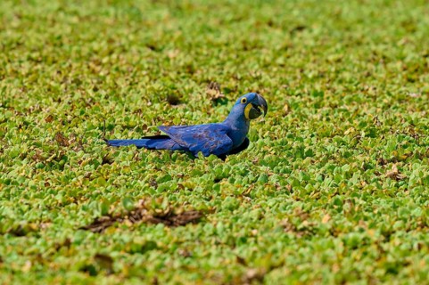 A blue parrot sits quietly in a dense green shore area of a lake with water lettuce and drinks
