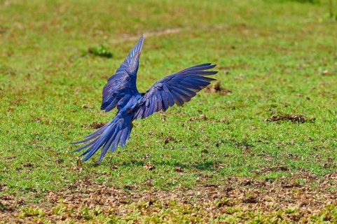 Blue parrot flies with outstretched wings over a green meadow, Hyacinth Macaw (Anodorhynchus