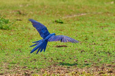 Blue parrot in flight over a green lawn with outstretched wings, Hyacinth Macaw (Anodorhynchus