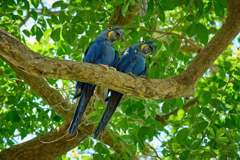 A pair of blue parrots looking down from the branch of a tropical tree, Hyacinth Macaw