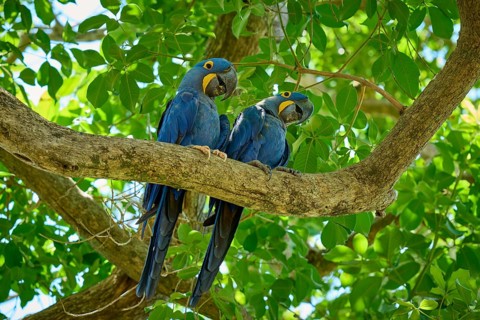 Pair of blue parrots on a branch amidst tropical foliage, Hyacinth Macaw (Anodorhynchus