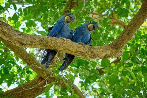 Two parrots camping together on a tree branch in the greenery, Hyacinth Macaw (Anodorhynchus