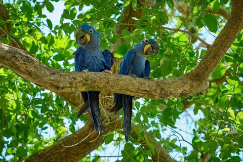 Two blue parrots sitting close together on a branch in the greenery, Hyacinth Macaw (Anodorhynchus