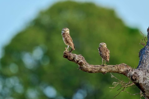 Two owls calmly perched on a branch with a green, blurred background, Burrowing Owl (Athene