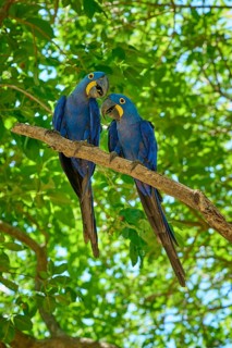 Two blue parrots looking at each other, surrounded by green foliage and sunlight, Hyacinth Macaw
