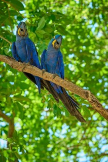 Two blue parrots on a branch with lush green foliage in a natural environment, Hyacinth Macaw