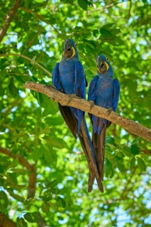 Two blue parrots sitting on a branch with vivid green leaves in the background, Hyacinth Macaw