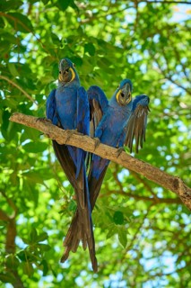 Two blue parrots resting together on a tree branch in a tropical environment, Hyacinth Macaw