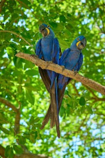 Pair of blue parrots sitting close together on a branch surrounded by dense foliage, Hyacinth Macaw