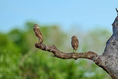 Two owls sitting on a branch in front of a blurred green background under a blue sky, Burrowing Owl