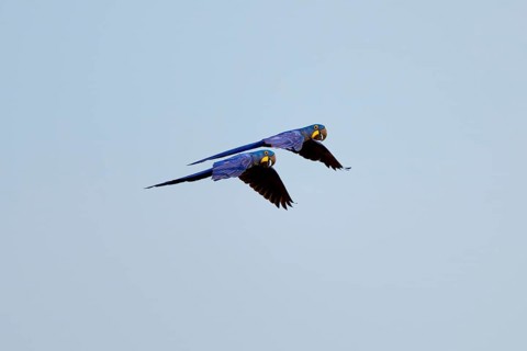 Two flying Hyacinth Macaws in front of a bright blue sky, symbolising freedom in nature, Hyacinth