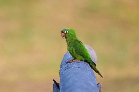 Green parrot sitting in quiet contemplation on a railing in peaceful surroundings, Blue-headed