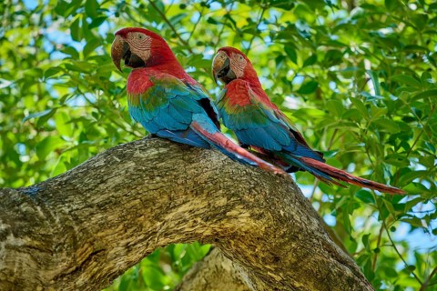 Green-winged Macaw, or Dark Red Macaw (Ara chloroptera), Two birds sitting on a branch amidst lush