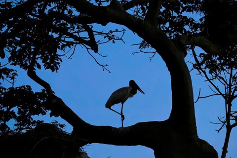 A bird sits silhouetted on a branch against a blue evening sky, Jabiru (Jabiru mycteria), Pantanal,