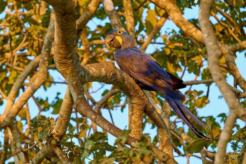 A parrot sits on a branch in the sunlight, surrounded by green leaves, Hyacinth Macaw