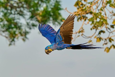 A blue parrot flies through the air in front of a background of branches, Hyacinth Macaw