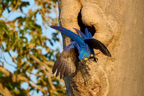 A blue parrot spreads its wings and flies away from its breeding den in a tree trunk, Hyacinth