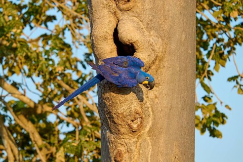 Blue parrot climbing on a tree trunk in front of a breeding den, Hyacinthine Macaw (Anodorhynchus