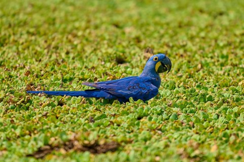 A blue parrot sits amidst green vegetation on the shore of a lake with water lettuce and drinks