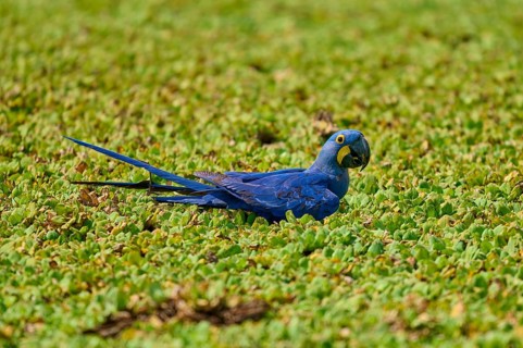 A blue parrot rests relaxed in a green shore area of a lake with water lettuce and drinks water,