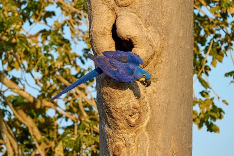 A blue parrot clings to a tree trunk in front of an open-air breeding den, Hyacinth Macaw