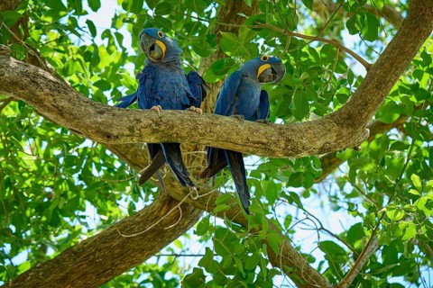 Two blue parrots sitting on a branch in a tropical tree, Hyacinth Macaw (Anodorhynchus
