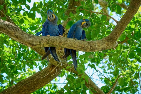 Pair of blue parrots on a high branch, surrounded by dense green foliage, Hyacinth Macaw