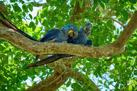 Two blue parrots resting on a curved branch in the midst of green vegetation, Hyacinth Macaw