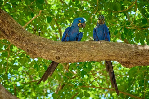 Two blue parrots resting on a thick tree trunk, surrounded by shade and foliage, Hyacinth Macaw