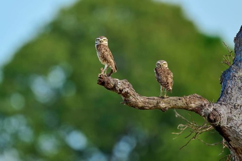 Two owls standing side by side on a branch against a green background, Burrowing Owl (Athene