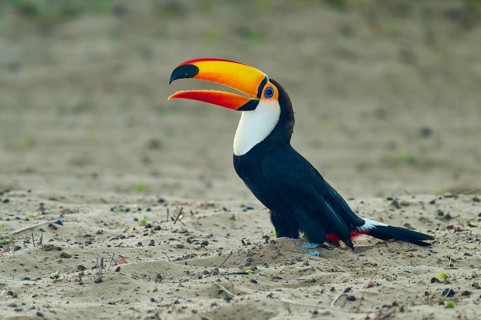 A toucan shows its distinctive beak, sitting on sand in a natural environment, giant toucan