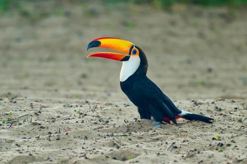 A toucan with a large, colourful beak on sandy ground, giant toucan (Ramphastos toco), Pantanal,