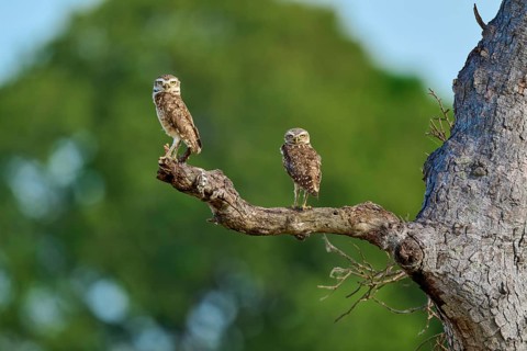 Two owls resting on a branch, surrounded by a blurred background and a clear sky, Burrowing Owl