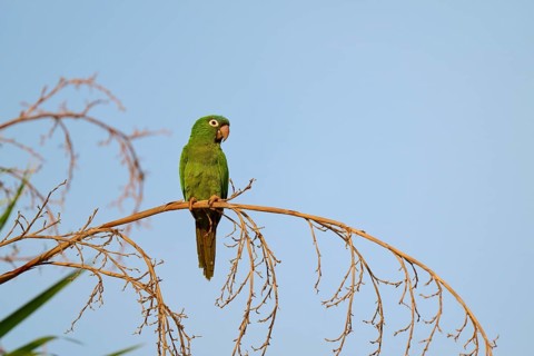Green parrot sitting peacefully on a branch with blue sky in the background, Blue-headed Parakeets