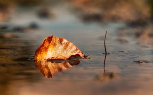 Autumn leaf of a beech (Fagus sylvatica), leaf floats in a shallow puddle of water with clear