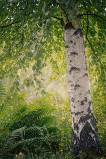 Birch (Betula sp.), white birch trunk with dark bark markings in fern undergrowth, soft diffuse
