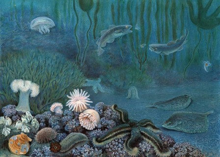 Symbolic image of marine fauna, includes the entire animal world in the marine habitat, authentic
