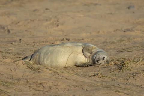 Grey seal (Halichoerus grypus) juvenile baby pup animal resting on a sand dune by a beach in