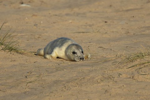 Grey seal (Halichoerus grypus) juvenile baby pup animal resting on a sandy beach in winter,