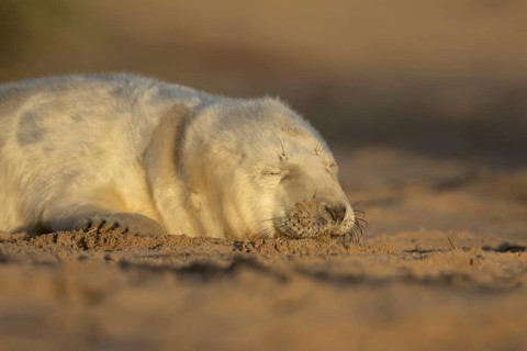 Grey seal (Halichoerus grypus) juvenile baby pup animal sleeping on a sand dune on a beach in