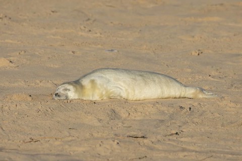 Grey seal (Halichoerus grypus) juvenile baby pup animal sleeping on a sandy beach in winter,